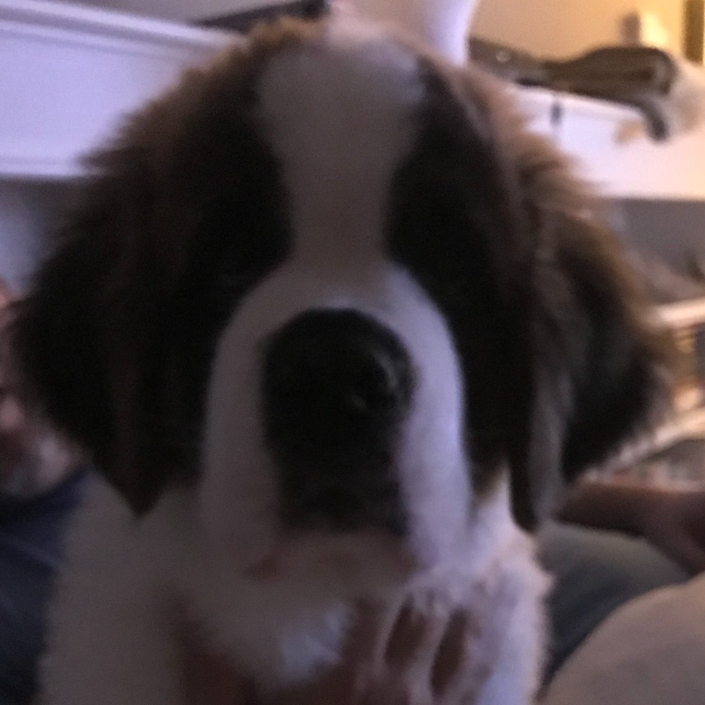 Meet your Posher, Bo